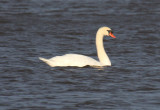 Mute Swan