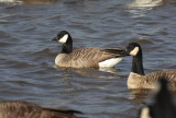 Cackling Goose