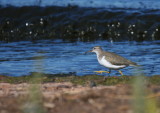 Spotted Sandpiper