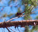 American Redstart