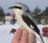 Northern Shrike