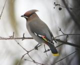 Bohemian Waxwing