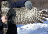 Great Gray Owl