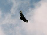 Black Vulture