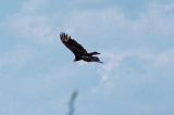 Turkey Vulture