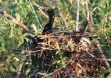 Anhinga Nest