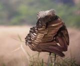 Limpkin