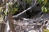 Gopher Tortoise