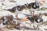 Ruddy Turnstone head shake