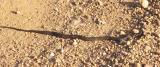 Broad-banded water snake