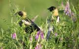 Bobolink