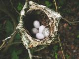 White-eyed Vireo nest