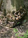 Timber Rattlesnake