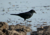 Rusty Blackbird