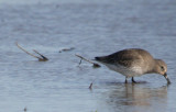 Dunlin