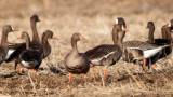 Greater White-fronted Goose