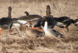 Northern Pintail