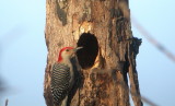 Red-bellied Woodpecker