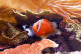 Une espce de poisson-clown (Amphiprion ocellaris) 