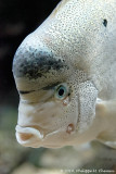 Cichlid argent