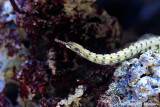 Scribbled pipefish