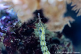 Scribbled pipefish