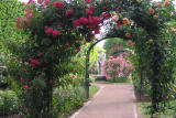 Rose garden - La roseraie