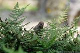 Chasse aux insectes - Insects hunt