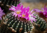 Cactus Flowers