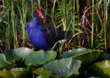 Swamphen