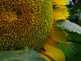 A sunflower again!