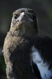 Fledgling Australian Magpie