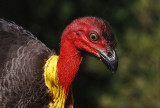 Brush Turkey