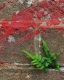 Small Fern and Graffiti