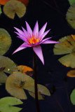 Waterlily