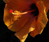 Hibiscus