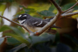 Pied Fantail