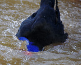 Pukeko bathing