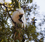 Sulphur Crested Cockatoo