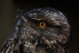 Tawny Frogmouth