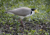 Masked Lapwing