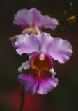 Orchid