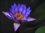 Water Lily