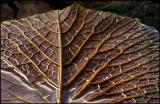 Waterlily Leaf