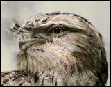 Tawny Frogmouth Portrait