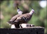 Crested Pigeons