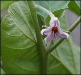 Eggplant Flower