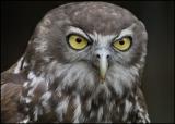 Barking Owl