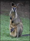 Swamp Wallaby with a Joey