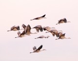 Sandhill Cranes